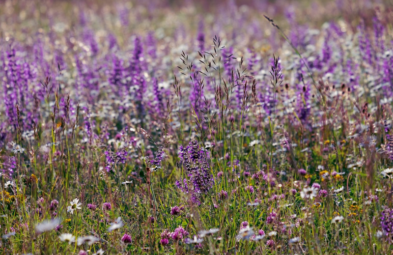 Veldsalie-Salvia pratensis-Inheemse borderplant-Violetblauwe bloemen-Zonnige plek-Bloei van mei tot juli-Biodiversiteit-Insectentrekker